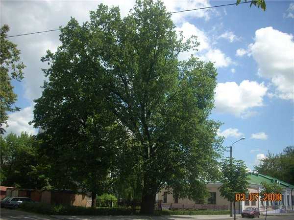 42. 150-летний бобруйский дуб.jpg